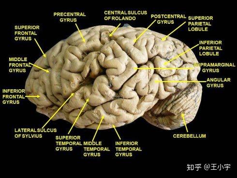 Prefrontal Cortex (gyrus)细致划分 - 知乎