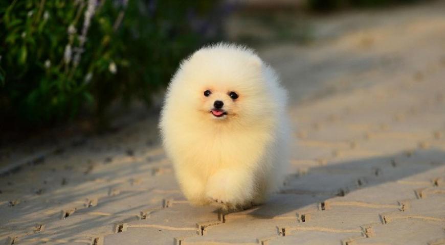 博美犬的食量幼犬到成犬的变化