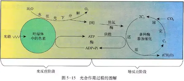 【教材精读】光合作用的原理和应用 - 知乎
