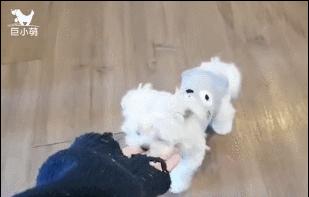 动图封面