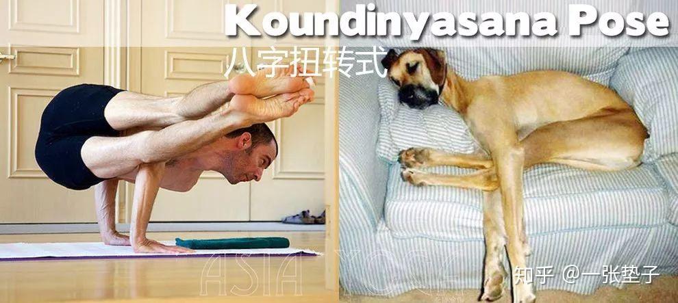 动物瑜伽vs人类瑜伽谁更胜一筹