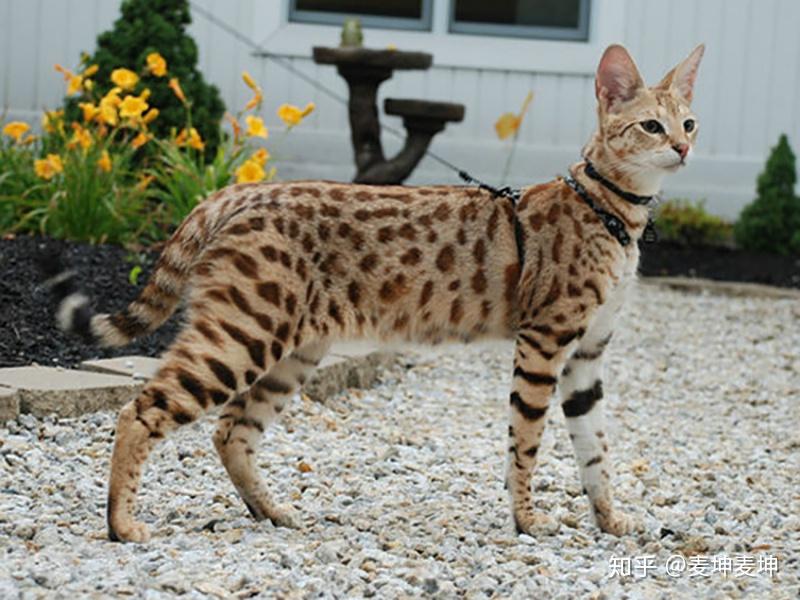 豹猫豹纹猫孟加拉豹猫是一回事吗