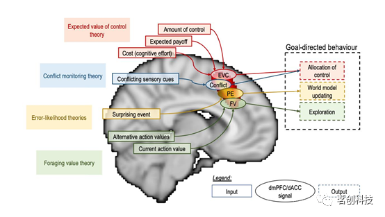 Brain:背内侧前额叶/背侧前扣带皮层(dmPFC/dACC)的相关争议 - 知乎