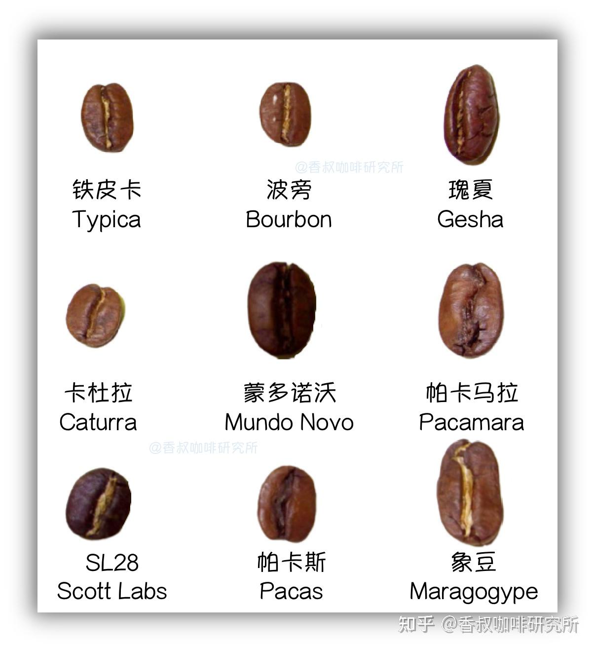 咖啡豆种知识｜9大阿拉比卡咖啡豆品种- 知乎