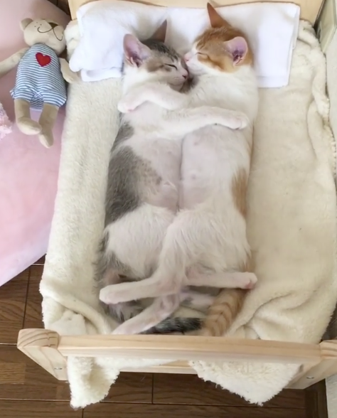 睡觉也要抱一起两只猫同框怎么可以这么甜