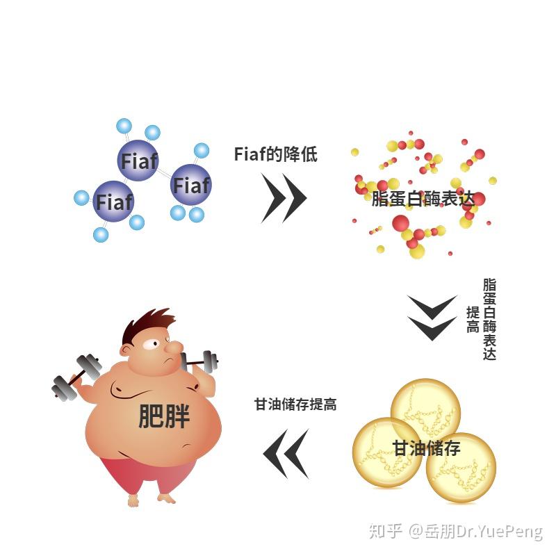 肠道菌群与肥胖症的关系