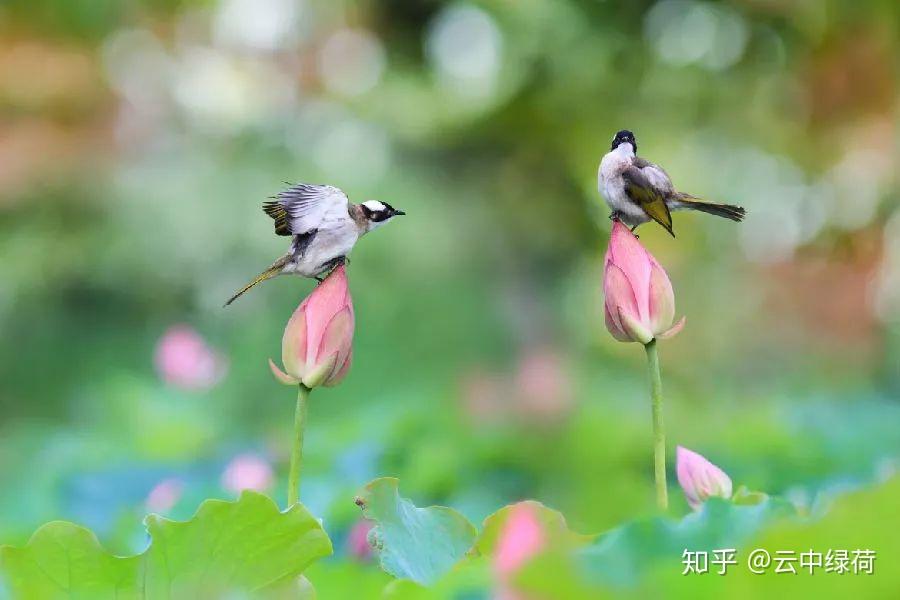 除 夕 至·喜 迎 春,恭祝新春快乐!