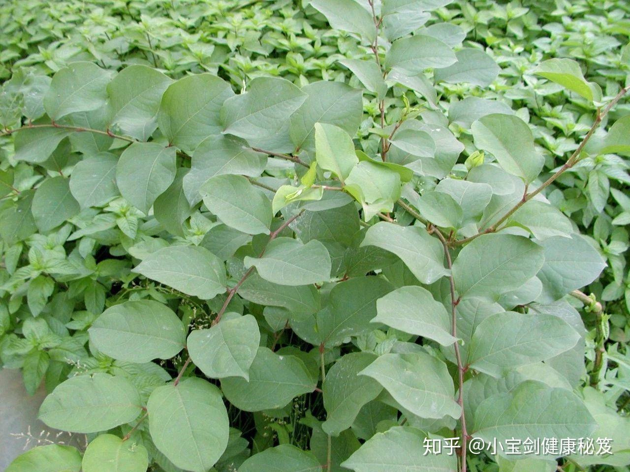 31种路边常见中草药 - 知乎