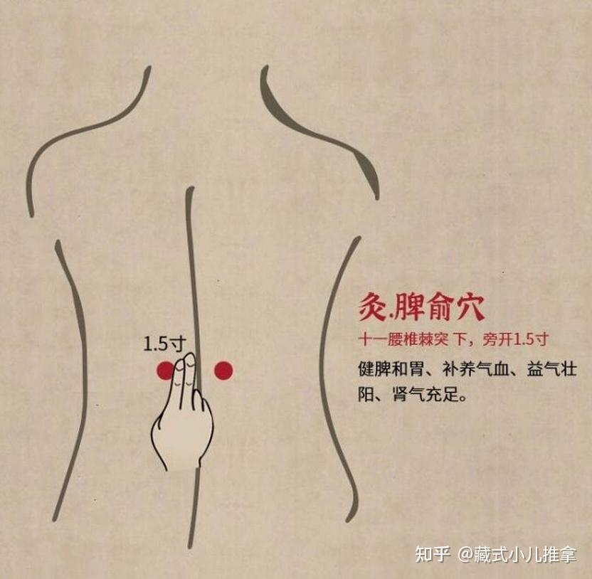 脾腧穴 - 知乎