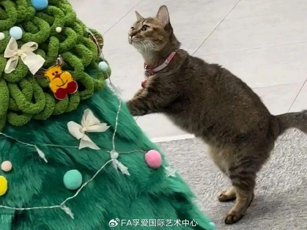 每天都挺充实的～ 最吸引我的是,有自由的空间和很可爱的猫咪【妹妹】