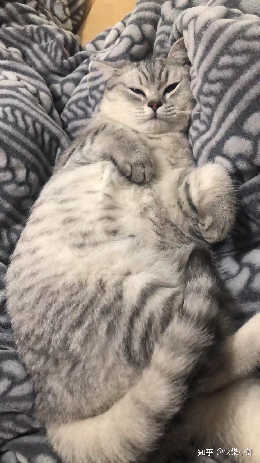 猫咪鉴定银渐层还是美短