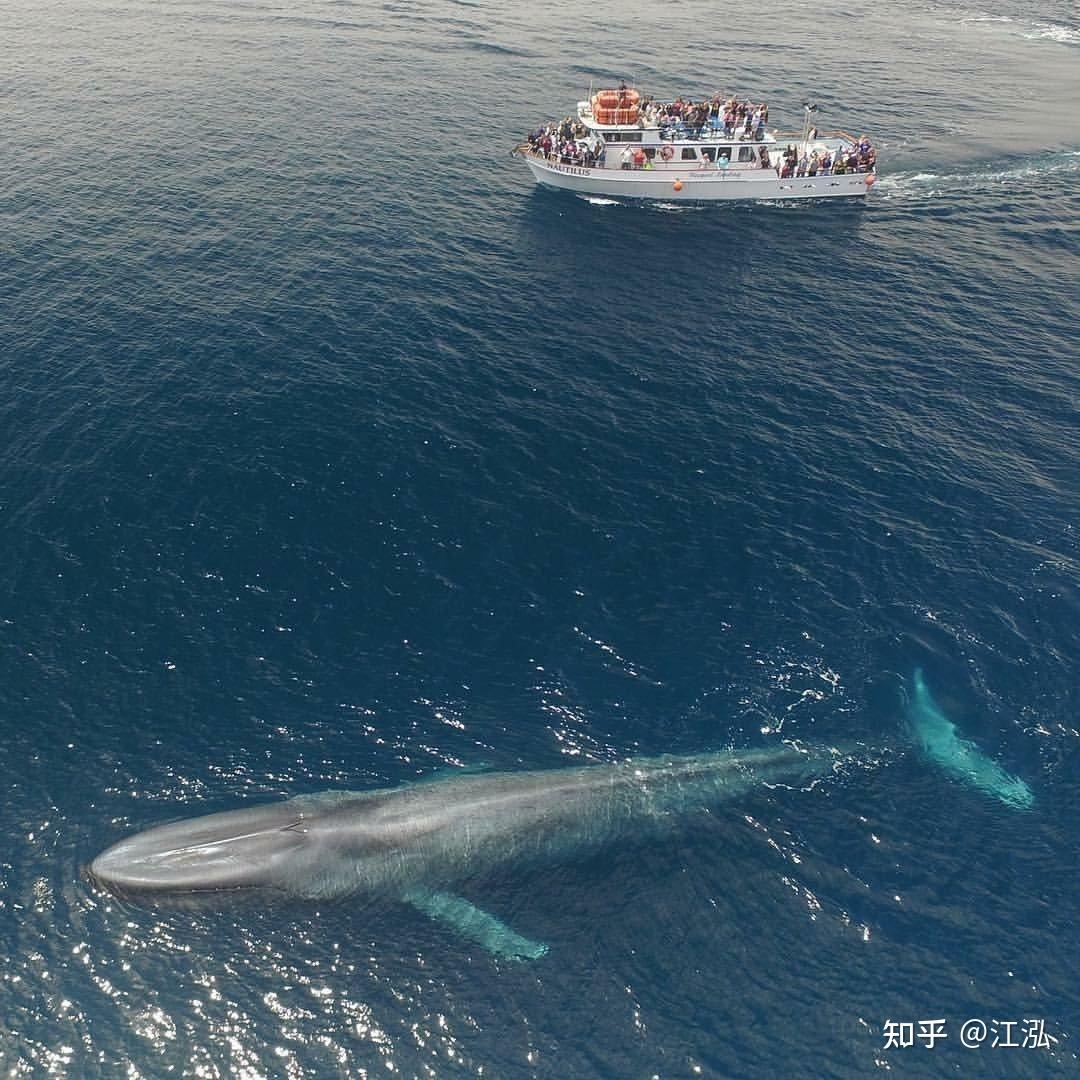 古生物学家发现比蓝鲸还大的超级海怪！！！ - 知乎