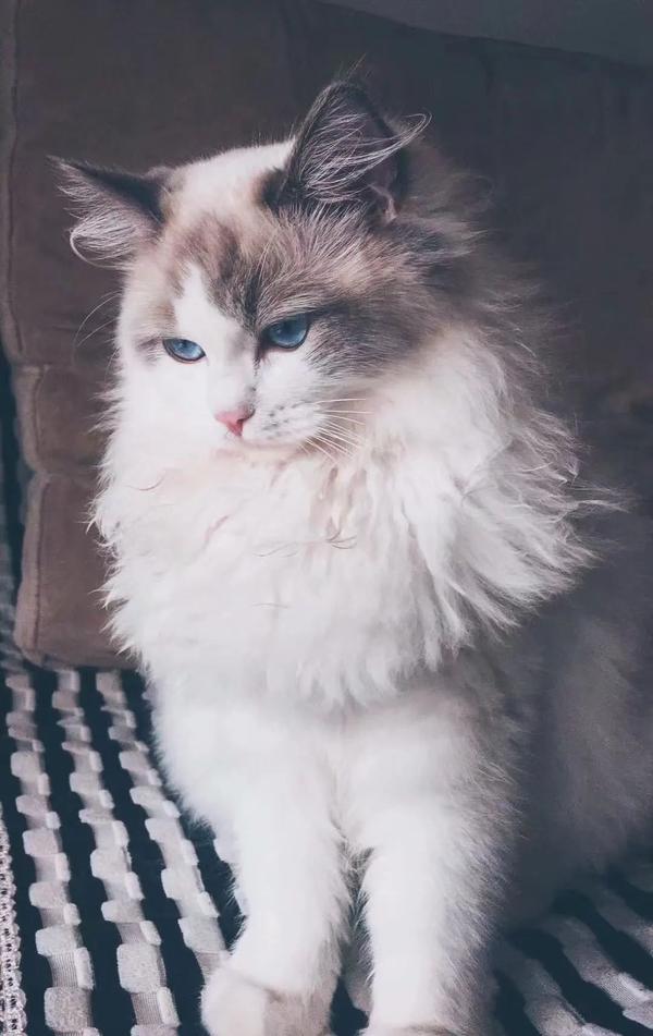 从面相辨渣猫这篇你值得拥有