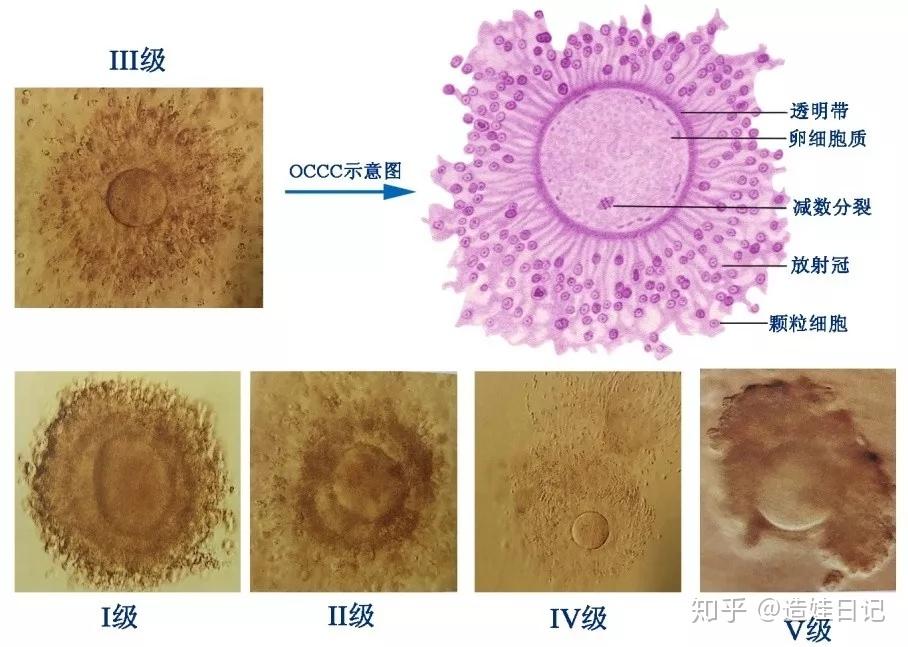 备孕女性:卵子的那些事儿 - 知乎