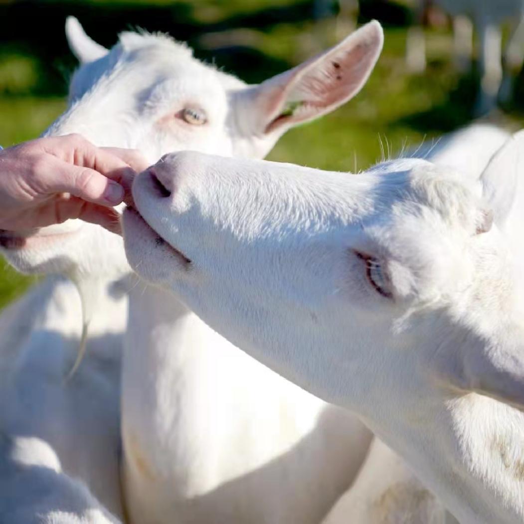儿子喝了4年的羊奶粉怎么样羊奶粉有什么好处佳贝艾特为什么是宝妈的