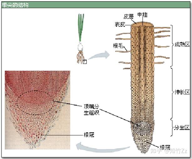普通生物学高频考点(四十九)之植物的生长内容及思维导图 - 知乎