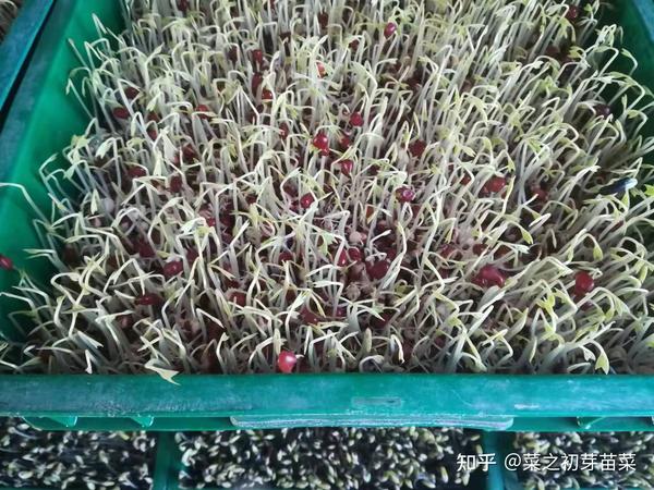 红小豆苗怎样培育 知乎