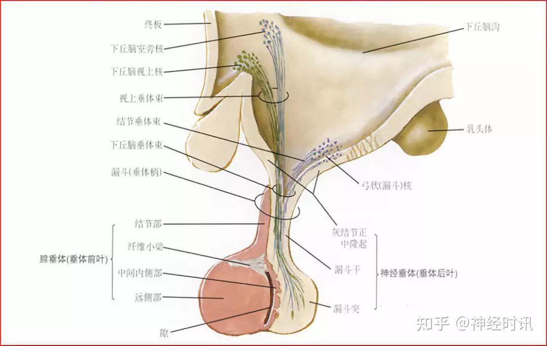 几个重要神经结构的血供示意图