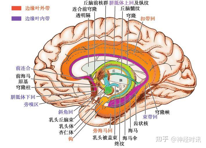 临床神经解剖学精讲 — [太详细了] - 知乎
