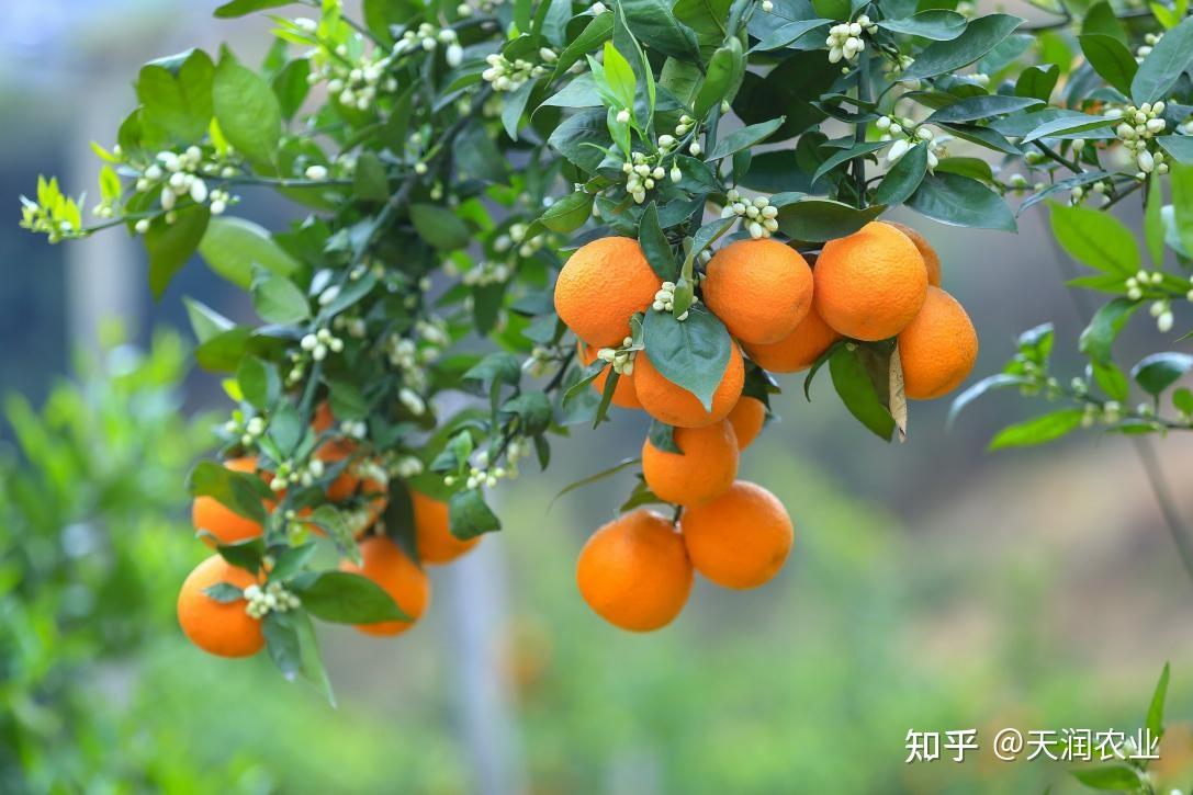 雅安黄果柑——大渡河流域的珍品 - 知乎