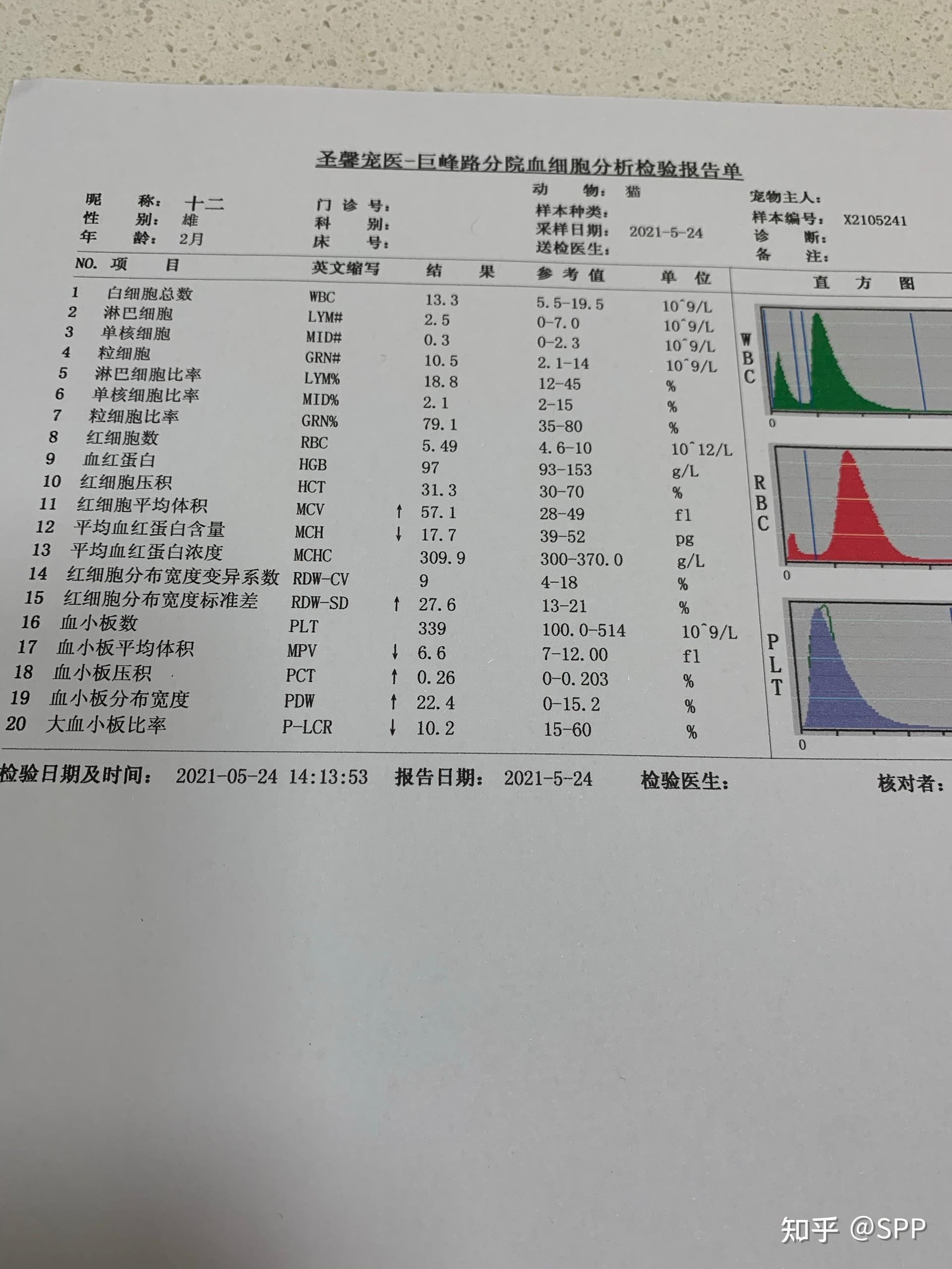 求大神給建議小貓兩個月炎症發燒單血常規白細胞正常醫生無法針對性