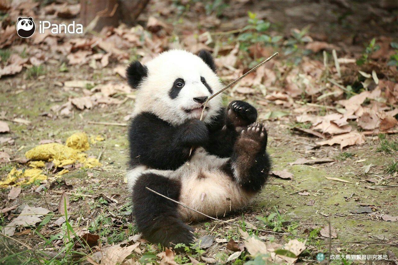 有可爱的熊猫头像吗