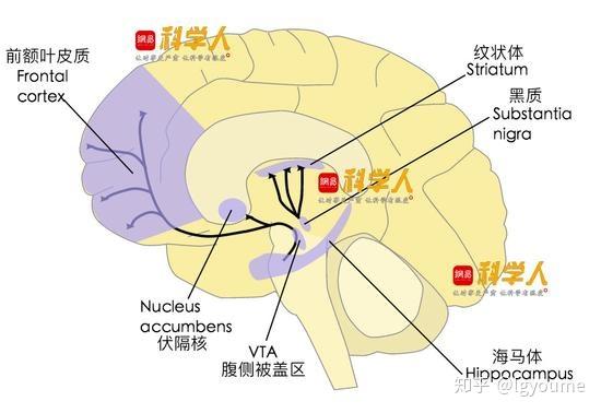 黑质纹状体通路图片