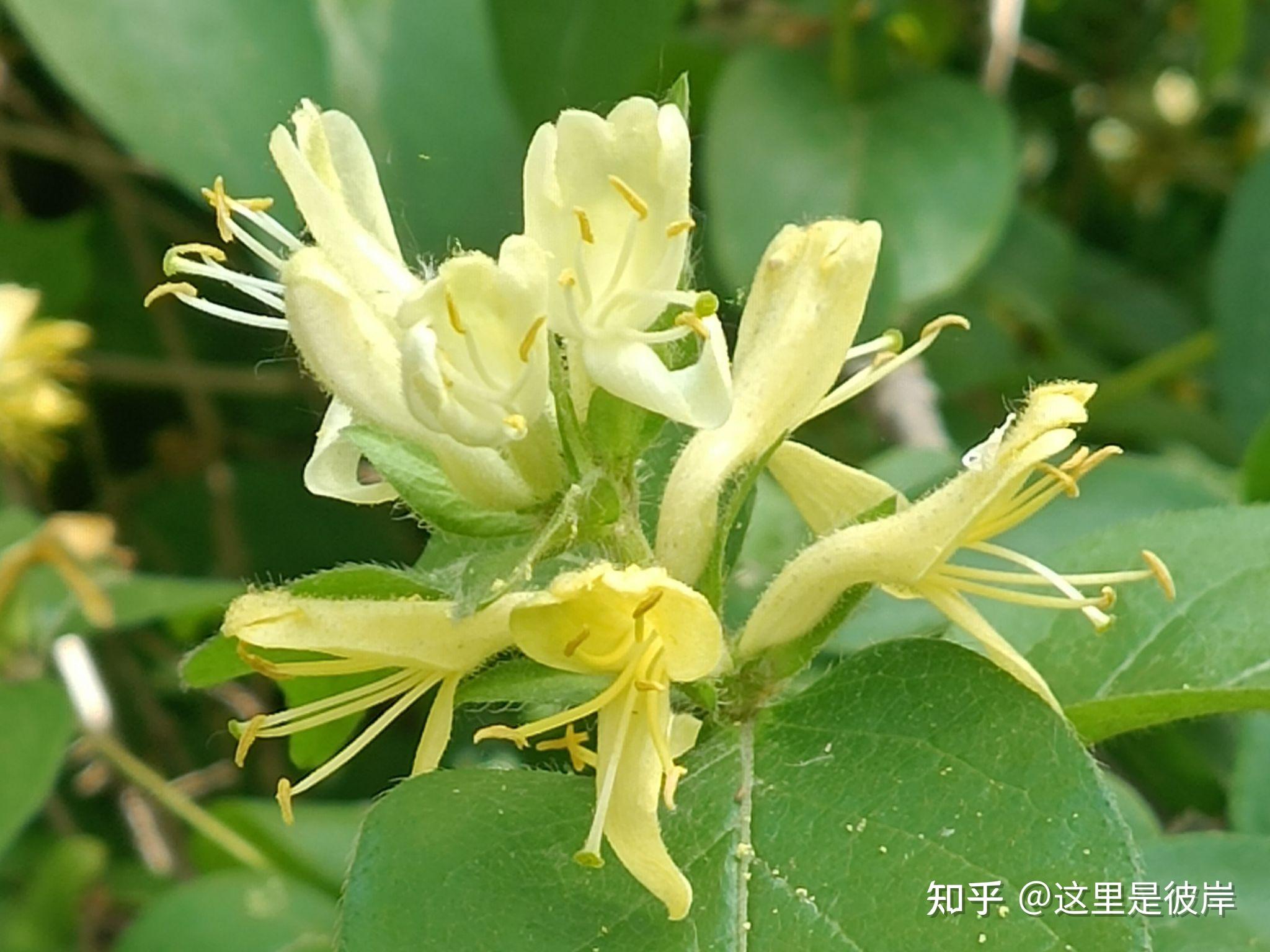 金银忍冬进入盛花期了 - 知乎