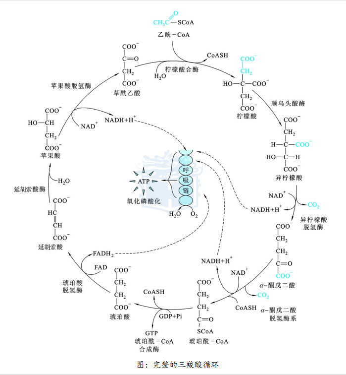 三羧酸循环途径图解图片