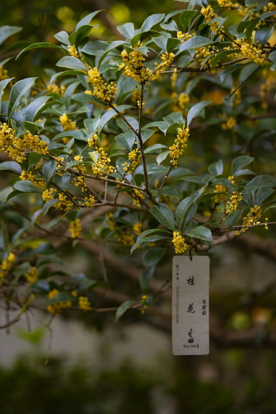 杭州桂花还有戏吗!12个惊艳赏桂处小众or经典,最后一波观赏期了!