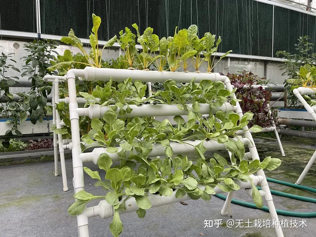 在家也能种蔬菜蔬菜栽培模式之阳台栽培