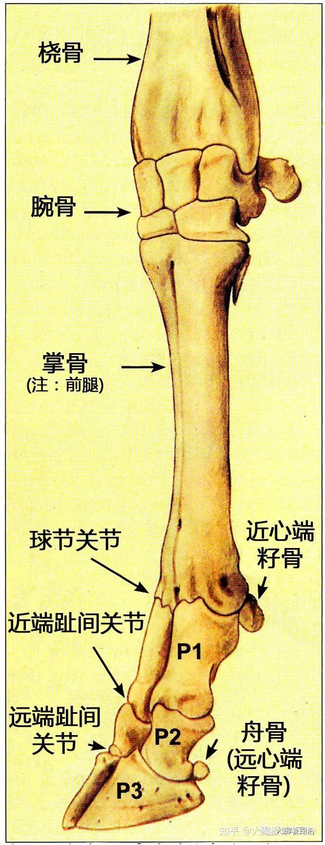 牛蹄子结构图片