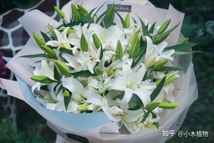 百年好合——百合花 - 知乎