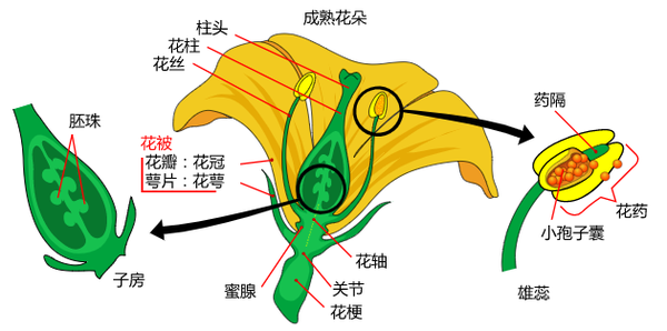 进来抄作业 启动子要这么选 知乎