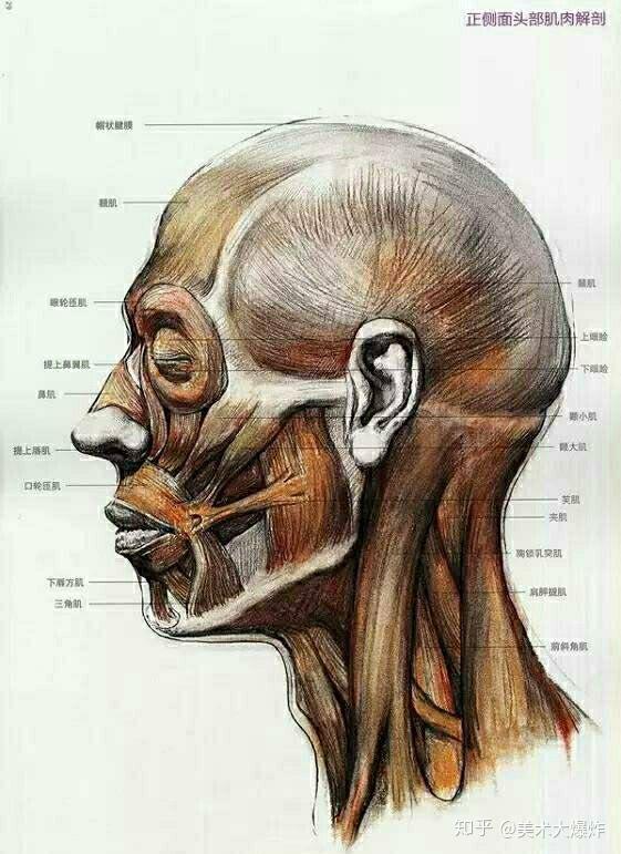 素描头部肌肉