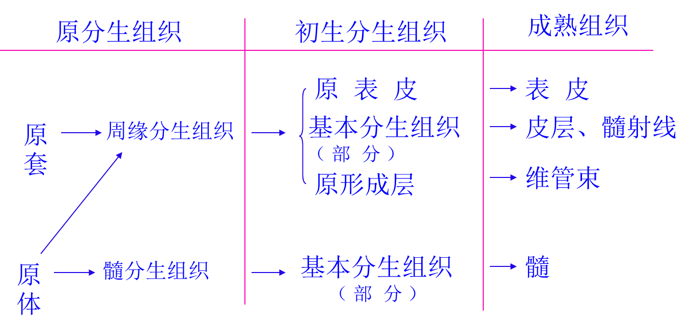 植物学期末复习之植物学部分 - 知乎