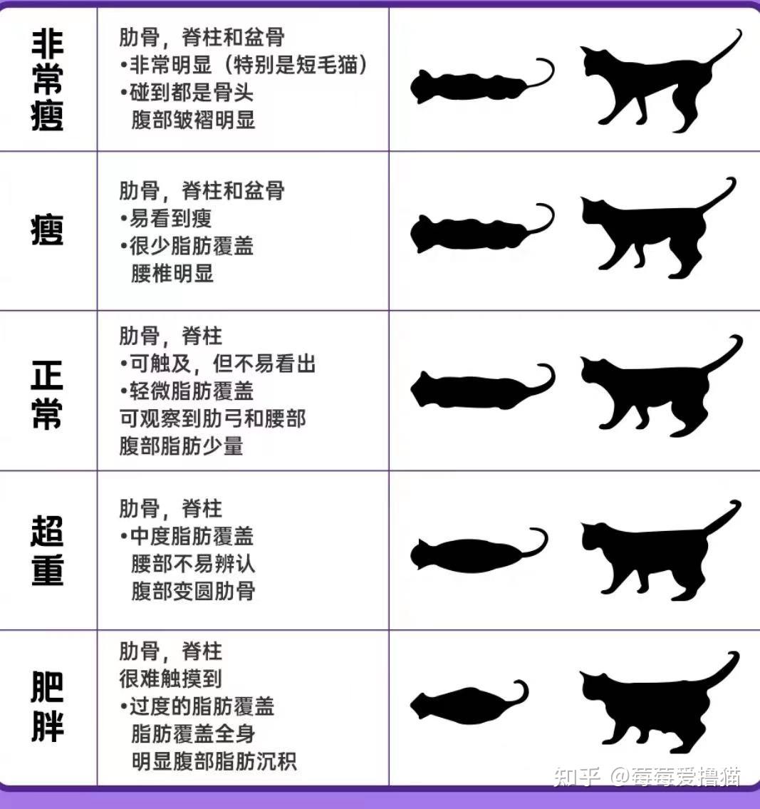 英短:8~13斤;美短:8~12斤;布偶猫14~15斤;田园猫8~10斤;缅因猫:9~25斤
