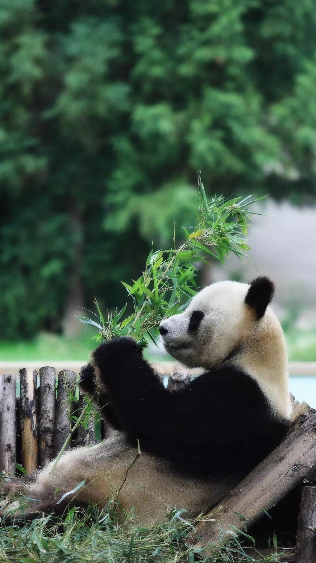 小种大熊猫 手机壁纸图片