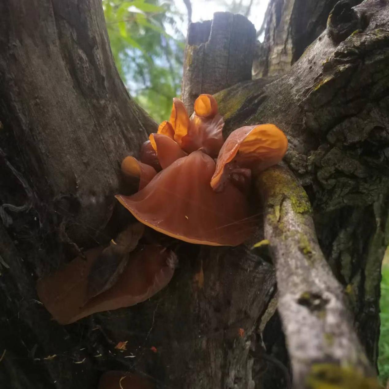 泰国雨林中的木耳蘑菇. 库存照片. 图片 包括有 泰国, 维生素, 有机, 木头, 可食, 重点, 蔬菜 - 228841908