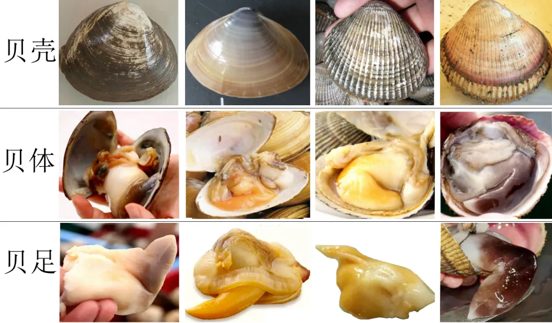 各种蛤蜊品种及名称图片