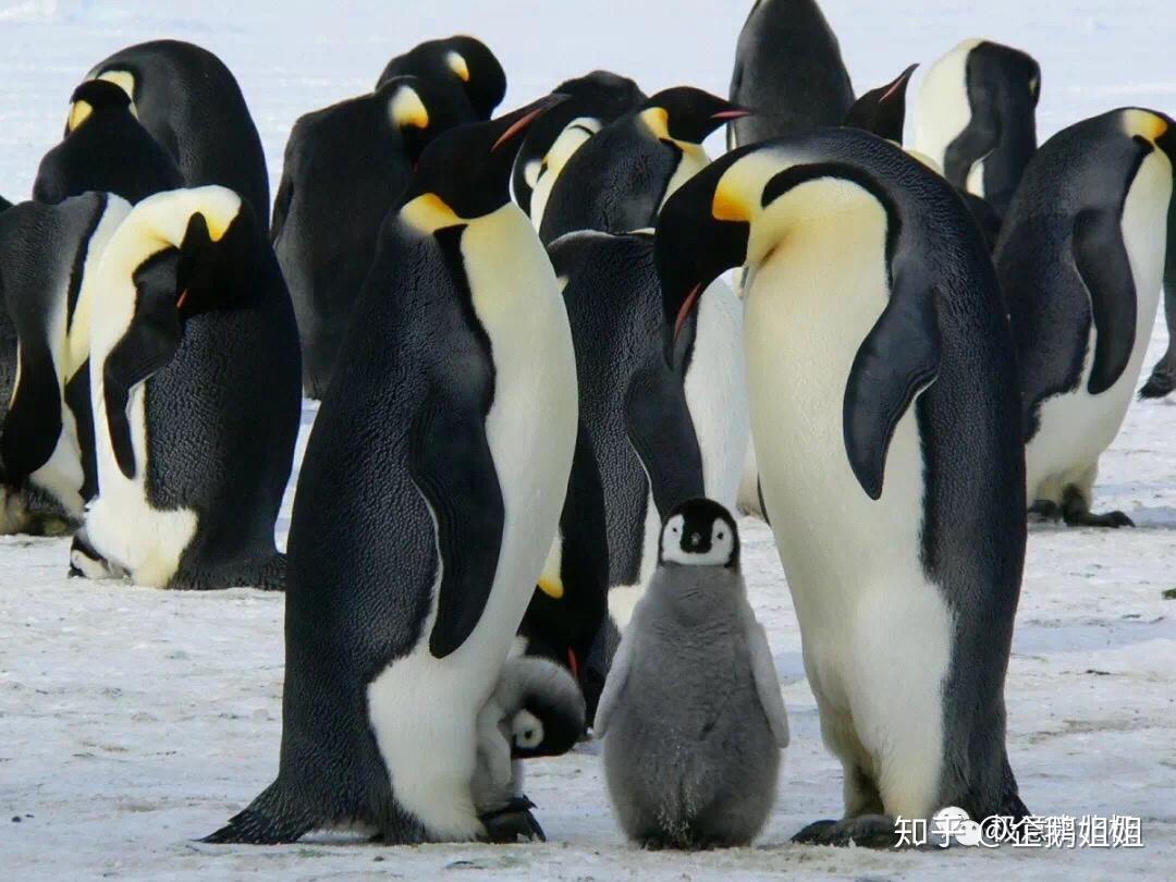 企鹅竟然有这么多种？ - 知乎