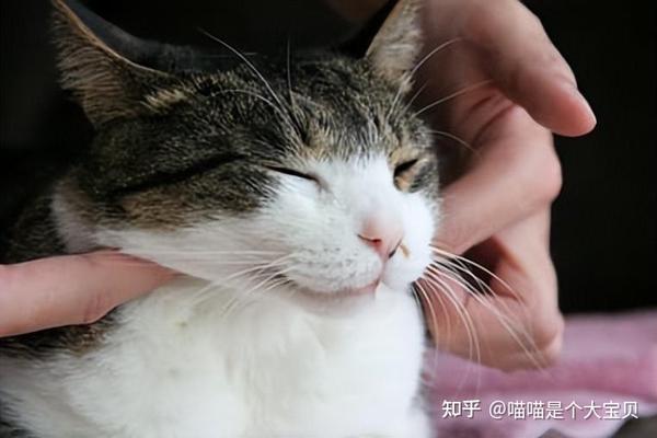 当你摸猫下巴时,在它内心,是这么想的 - 知乎