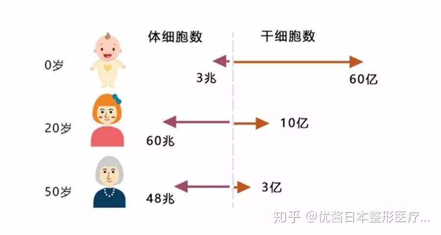 本是干细胞项目的二流国家日本是如何逆袭的赴日医美