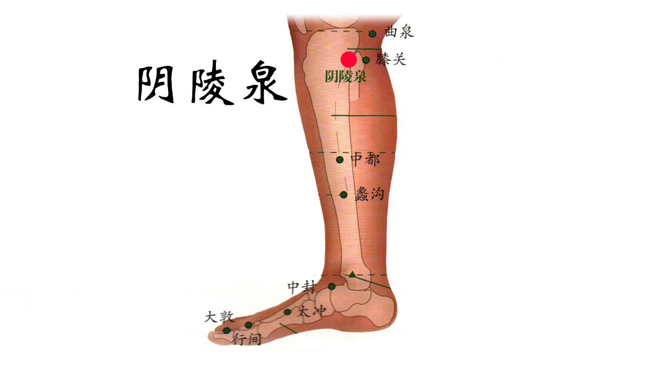 位置 阴陵泉位于人体的小腿内侧