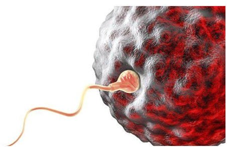 发生顶体反应,随后一个精子进入卵细胞内,融合为一体称为受精卵