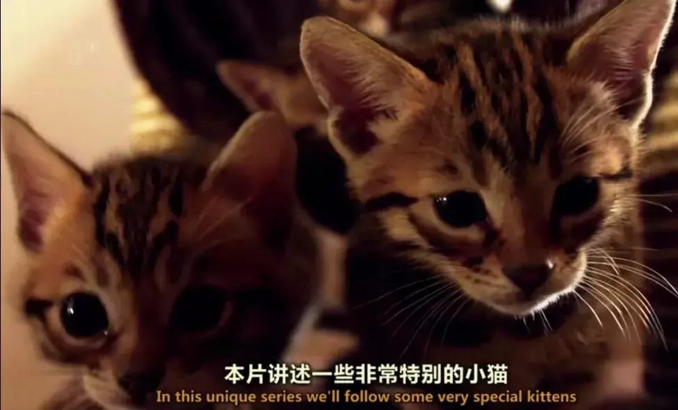 早就拍过小猫们的故事了,一部2016年播出的纪录片,《小喵的秘密》(the