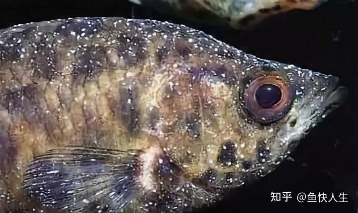 養魚小秘訣第18期觀賞魚白點病如何有效預防如何有效治療