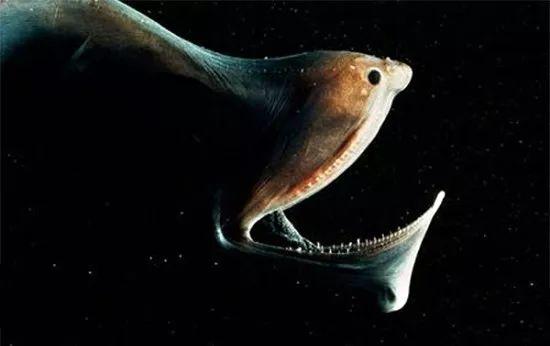 千米深海怪鱼大嘴像饕餮靠发光的尾巴骗到食物