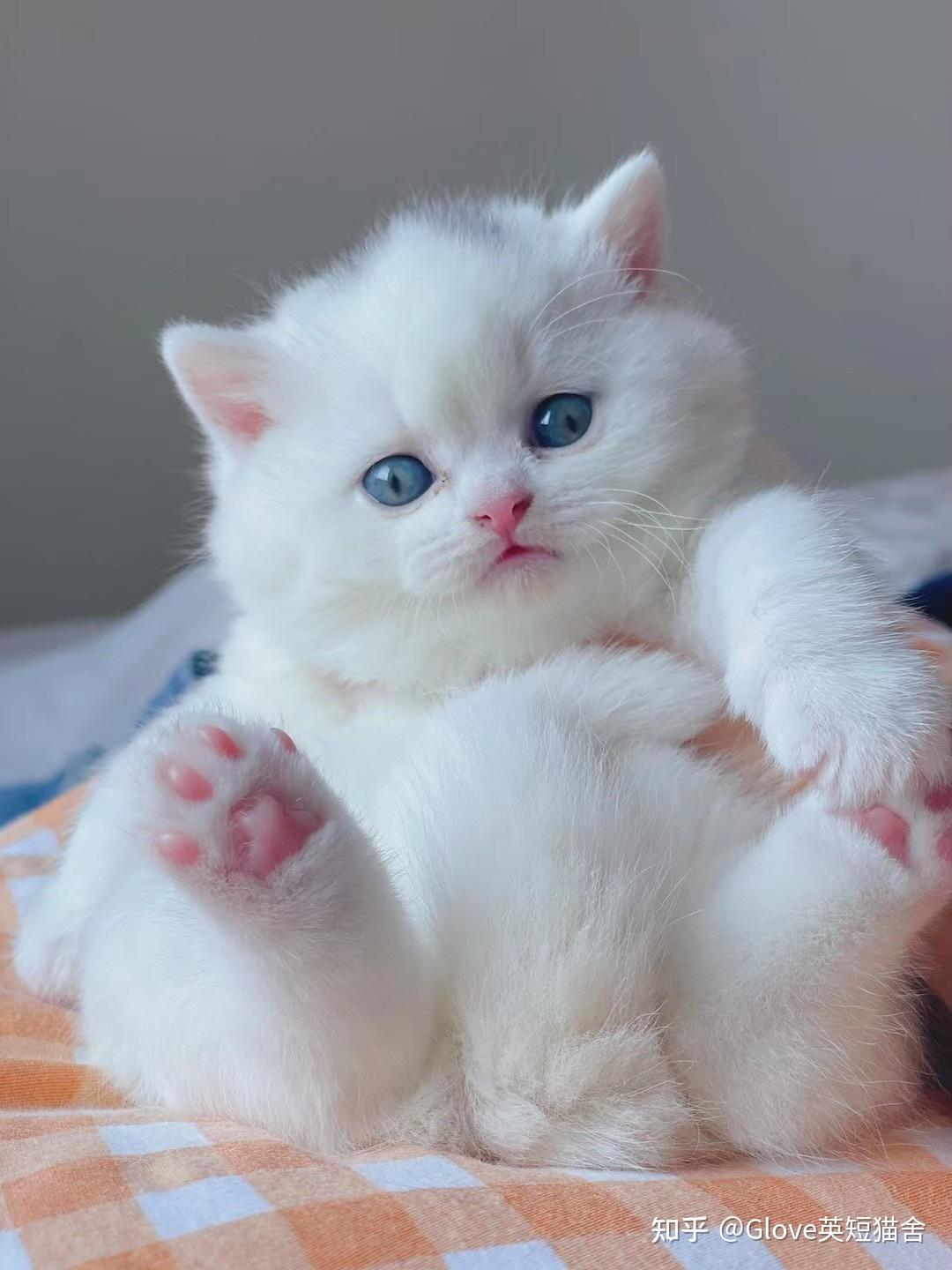 这是中华田园猫还是英短纯白? - 知乎
