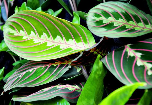 十种耐阴花卉净化能力强也是吸尘高手